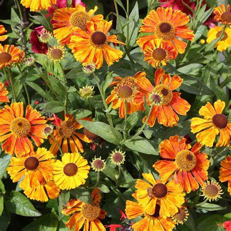 Helinium | Rock River Farm